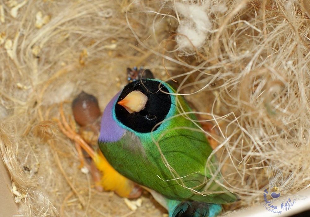 Природная черноголовая фиолетовогрудая амадина гульда с птенцами в гнездовом домике